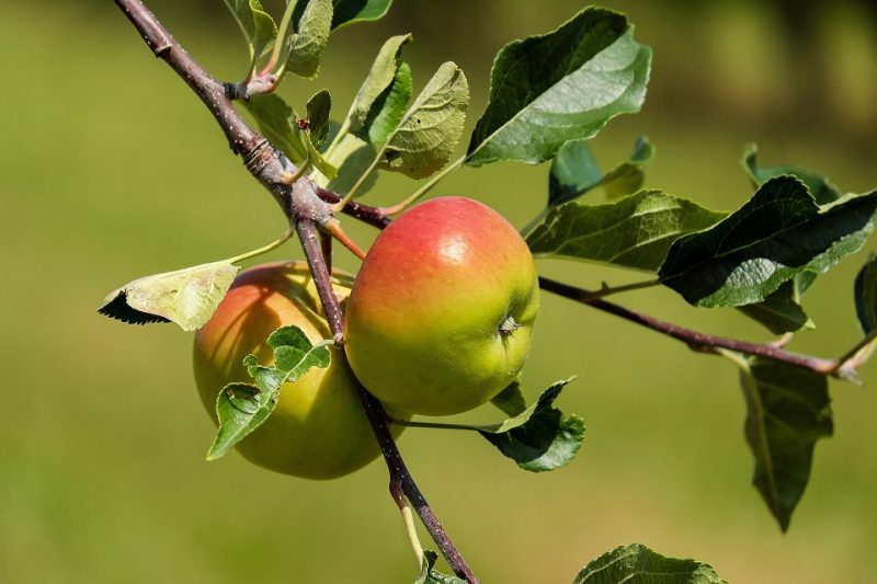 aepfel-am-baum